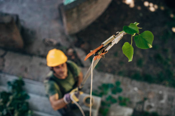 Best Hazardous Tree Removal  in Frostproof, FL